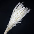 Dried Flower Wholesale Real Natural Decorative Oat Flower Vase Flower Bouquet Material bunch Order Natural Dried Oats