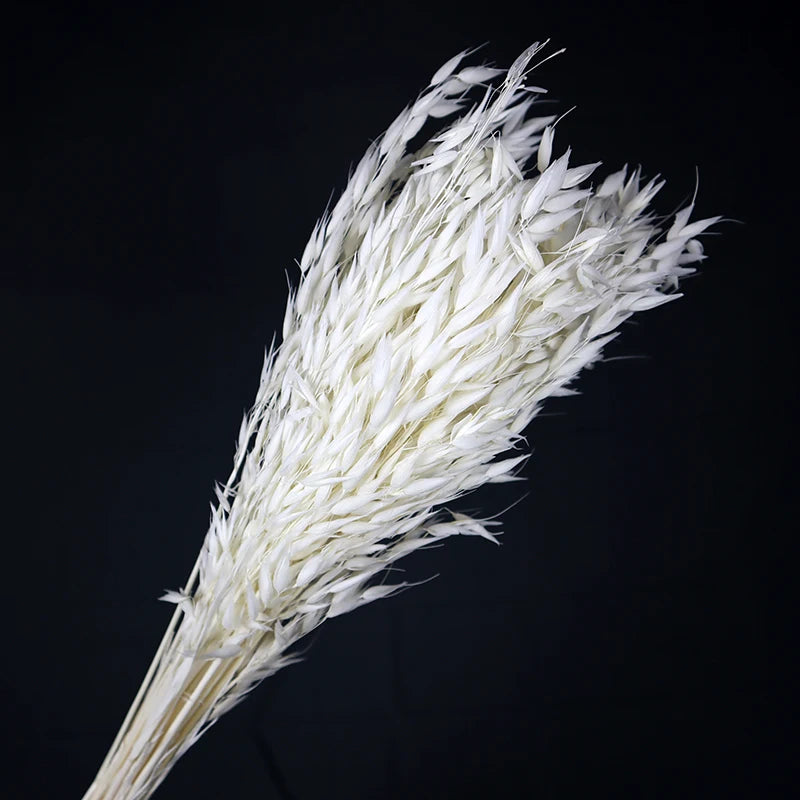 Dried Flower Wholesale Real Natural Decorative Oat Flower Vase Flower Bouquet Material bunch Order Natural Dried Oats