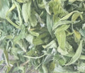 Organic Raw Dried Natural Green Leaves Trigonella Foenum-graecum Fenugreek Leaf for Herb