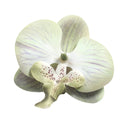3D Printed Phalaenopsis Orchid Flower Decorations Faux Silk Butterfly Flower Heads for Home Wedding & Party for Valentine's Day