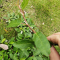 Di Pi pa Natural Bulk Raw Dry Ficus Tikoua Stems Leaf for Sale