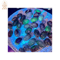 Kindfull New Hot Sale Crystal UV Reaction Football Agate Tumbled Stone for Decoration