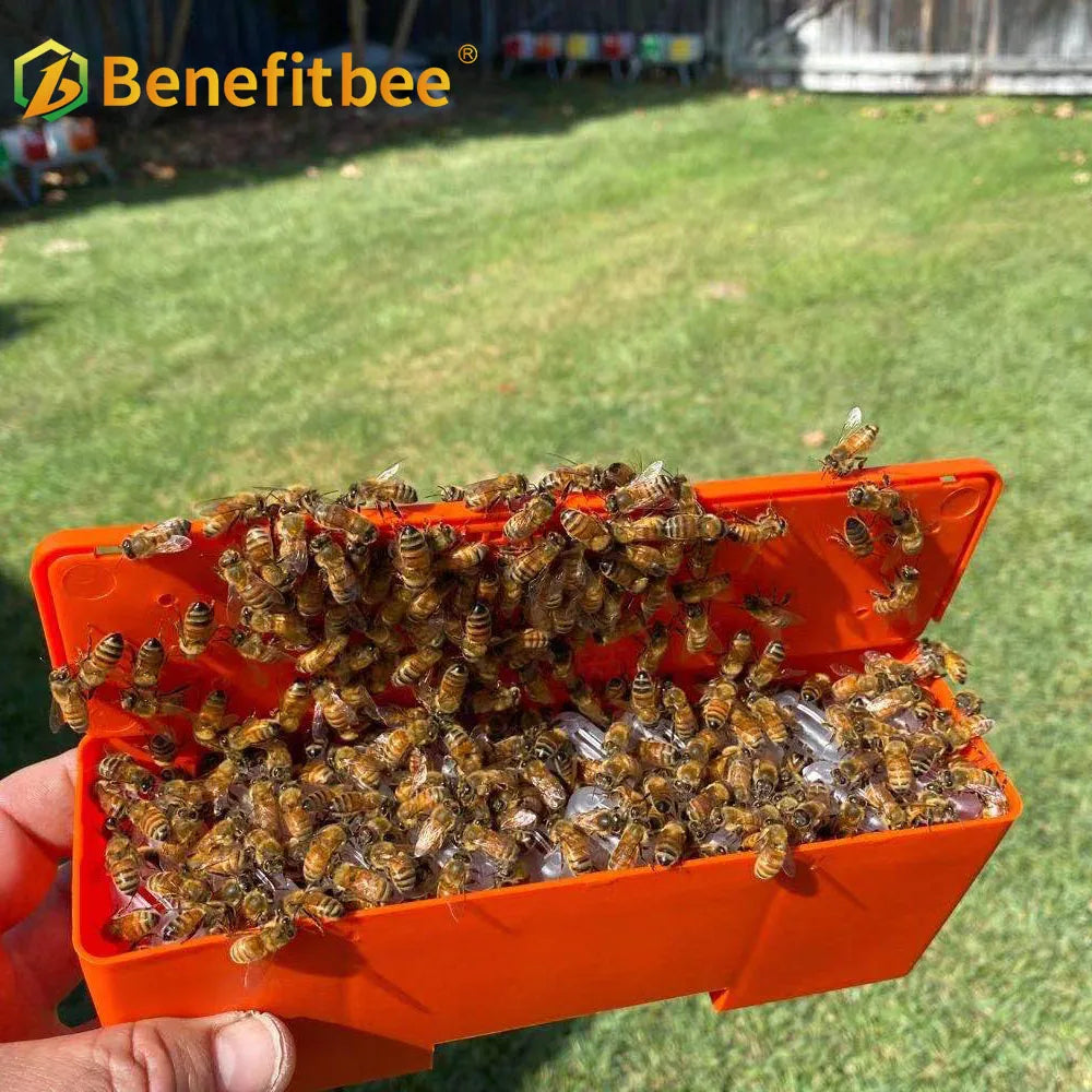 Benefitbee Queen Bee Protect Box Beekeeping Queen Rearing