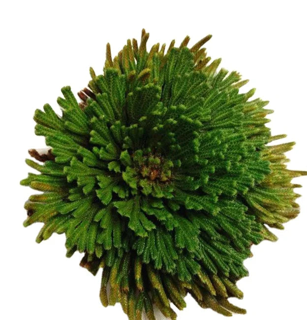 Wholesale Dried Whole Selaginella Lepidophylla Large Size Resurrection Plant ROSE of JERICHO for Sale