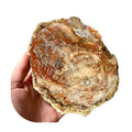 Natural Crystal Wood Fossil Slice Tree Fossil Jade Sliced Landscape Stone for Home Decoration