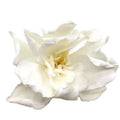 Wholesale Preserved Flower Decoration Gardenia Flower Wall