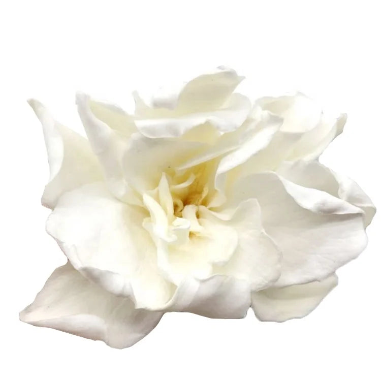 Wholesale Preserved Flower Decoration Gardenia Flower Wall
