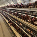 Motong Automatic Layer Chickens Raisng Equipment to the Farmers of the World