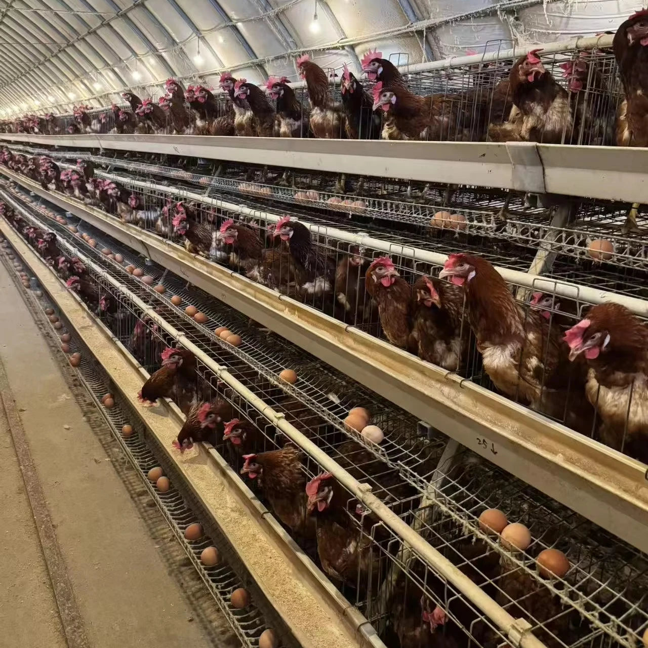 Motong Automatic Layer Chickens Raisng Equipment to the Farmers of the World
