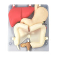 Medical Science Laparoscopic Training Organ Model for Teaching Simulation Training Silicone Organ Model