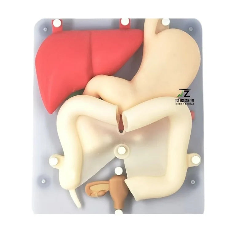 Medical Science Laparoscopic Training Organ Model for Teaching Simulation Training Silicone Organ Model