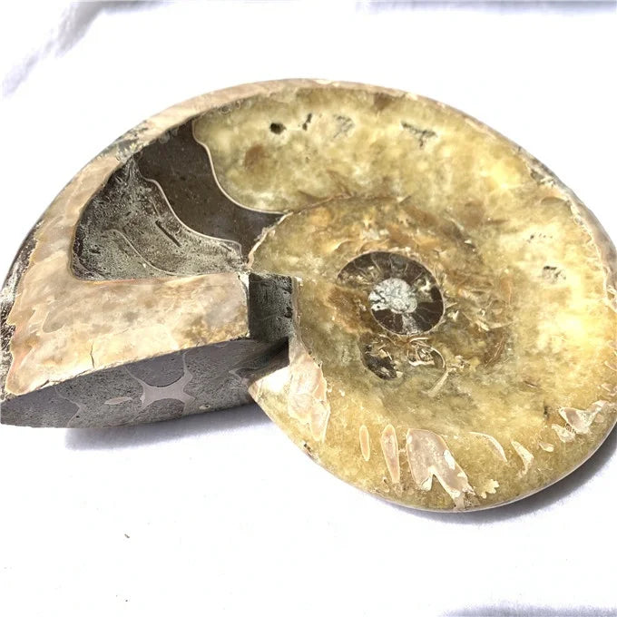 Wholesale Natural Hand  Carved fossil Snail Healing Crystal Bowls Ashtray for Decoration