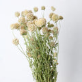 OX208 Hot Sale Supplier Dried Grass Natural Dried Flower Bouquet Beam Dome Windmill Fruit Decorative Dried Flowers