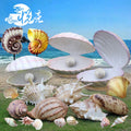 Support Oem Display Decor Sea Shell Conch/ Giant Shell Resin with the Pearl/ Life Size Party Shell Props