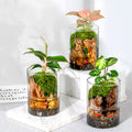 Multi-Size Cylinder Glass Terrarium Planter Pot Hydroponic Moss Water Planting 15cm 20cm Eco-Friendly Handmade Mouth Glazed