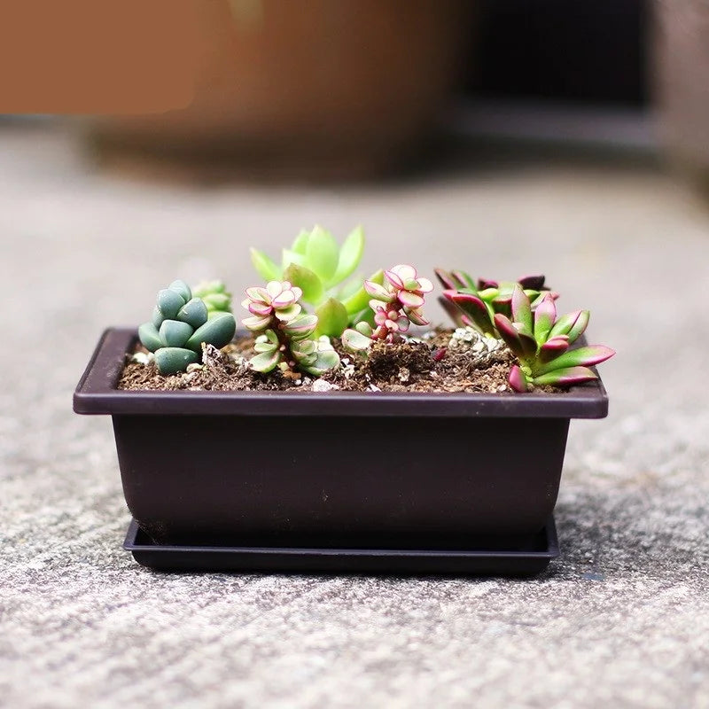 17*17*8cm Pot and Saucer Set square Flower Pot Plastic Garden Flowerpot Succulent Flower Pot