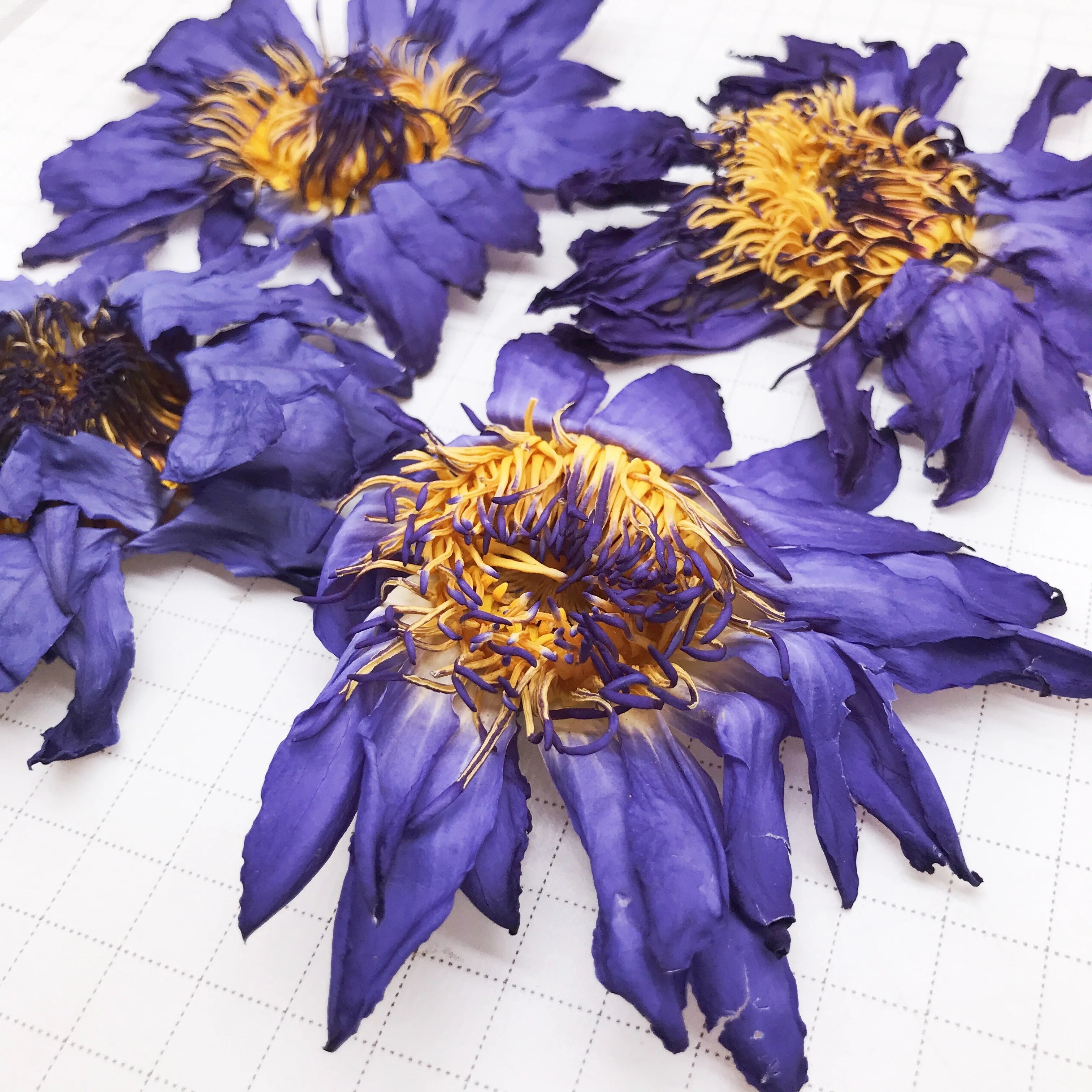 HO4009 Lan Lian Hua Non-vacuum Premium Blue Lotus Tea Dried Blue Lotus Flower Nymphaea Caerulea
