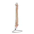 Human Spine Model Vertebral Column Model with Painted Muscles