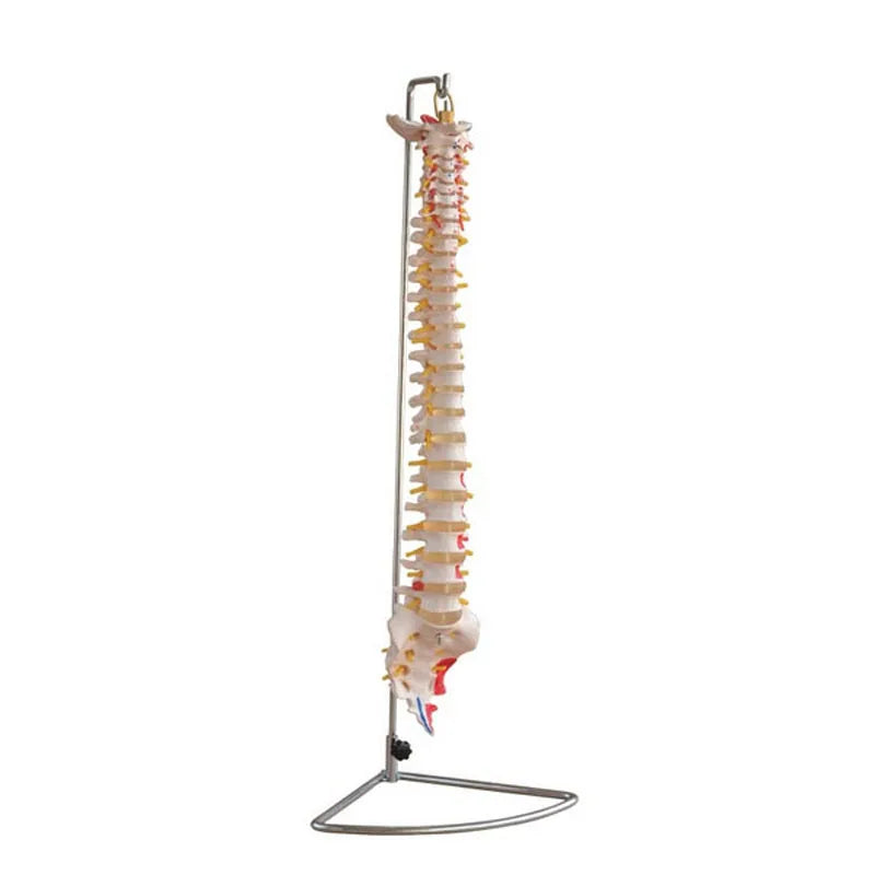 Human Spine Model Vertebral Column Model with Painted Muscles