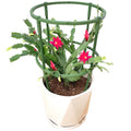 Plant Protect Cage Tomato  Support Cages Plant Support Ring Peony Support Cage