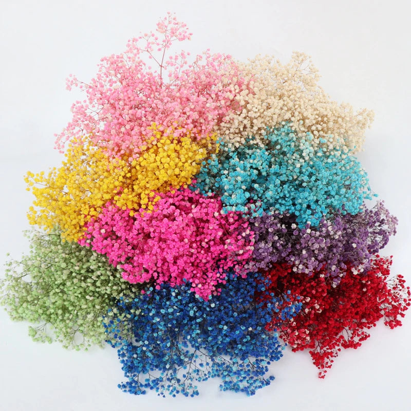 Wholesale Natural Dried Preserved Gypsophila Flower Bouquet in Multiple Colours