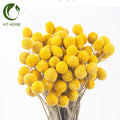 Factory Direct for Home Decor Preserved Dried Flower Billy Ball