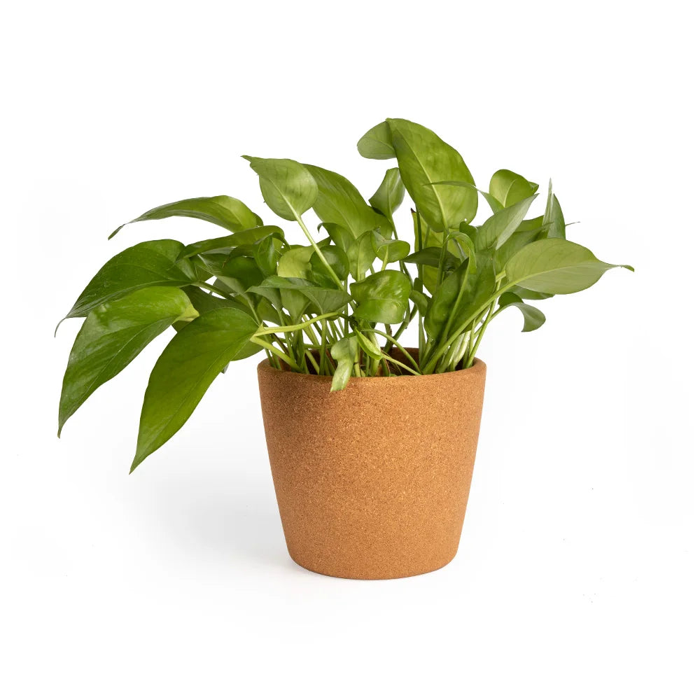 Latest Biodegradable Eco-Friendly Cork Flower Pot Waterproof Cork Plant Pot for Succulent