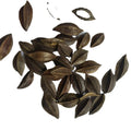 Raw Dried Natural Quisqualis Indica Rangoon Creeper Fruits for Sale