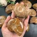 Wholesale Price Nature Madagascar Fossils Polished Ammonite Fossil for Sale