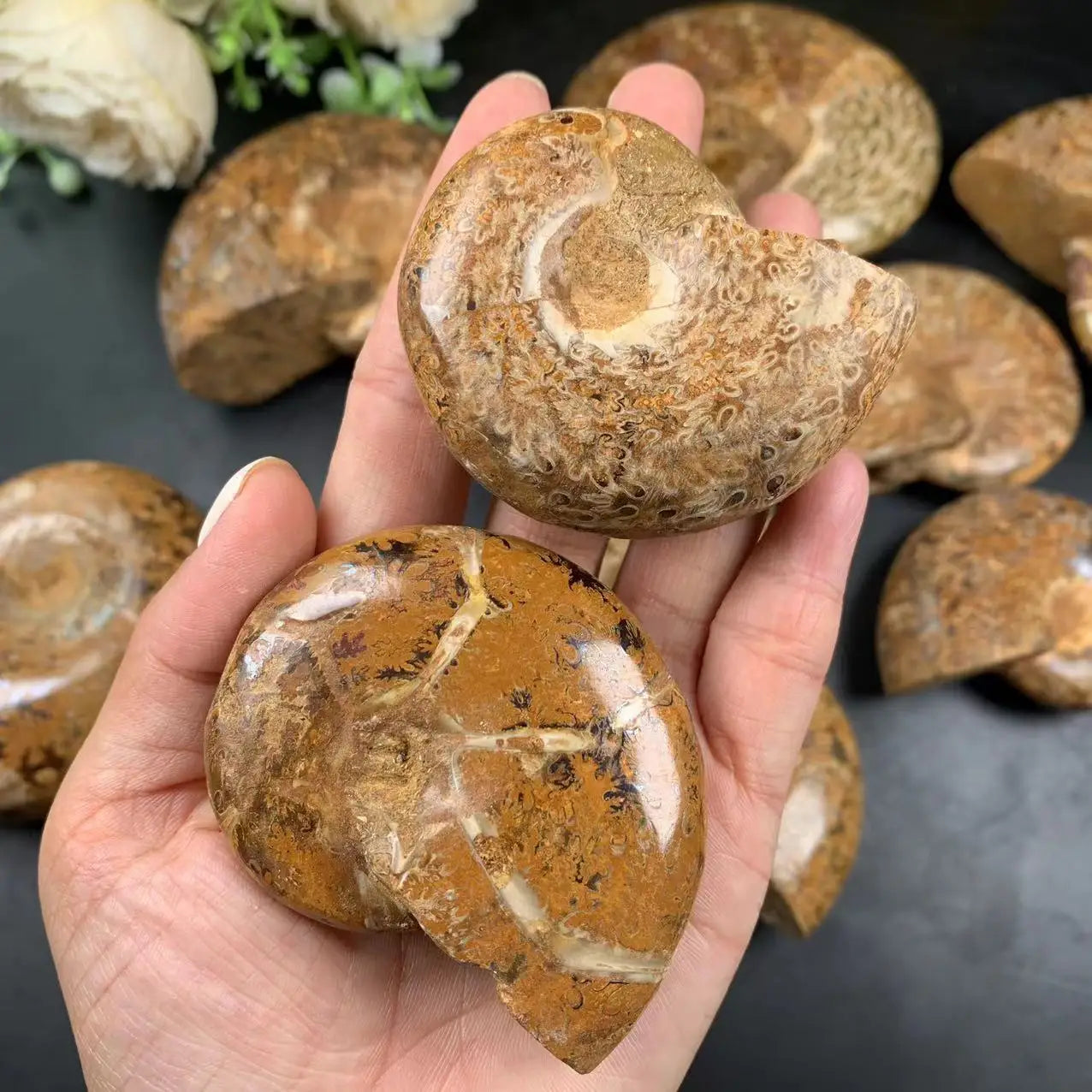 Wholesale Price Nature Madagascar Fossils Polished Ammonite Fossil for Sale