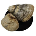 Wild Dried Herbal Mushrooms Fomes Officinalis for Sale