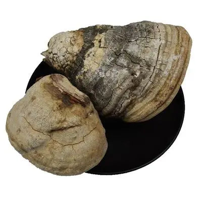 Wild Dried Herbal Mushrooms Fomes Officinalis for Sale