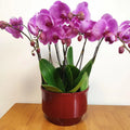 Plastic Flower Pot New Resin Chinese Jasmine Round Clivia High-end Coarse Sand Pearlescent Black Orchid Phalaenopsis