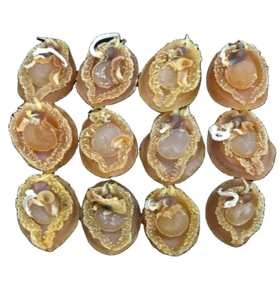 1KG Natural Haliotis Rubra Pure Shelled Sea Snail Dried Haliotis Rubra Meat for Seafood