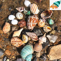 2025 Hawaiian Ocean Style Natural Conch Shell for Home Office Decoration Jewelry Making Shell Crafts