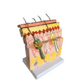 Human Skin Anatomy Structure Model Skin Section Model