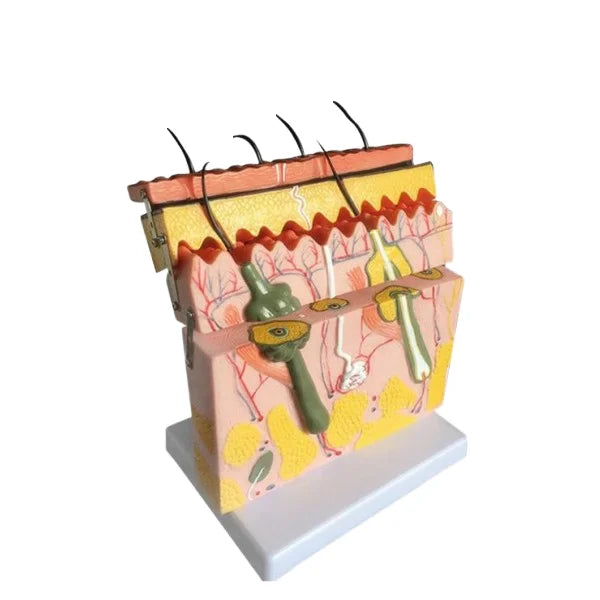Human Skin Anatomy Structure Model Skin Section Model