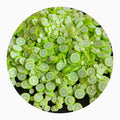 5mm 10mm Polymer Clay Lemon Slices Fruit Soft Pottery Sprinkles for Diy Manicure Shaker Crystal Ball Fillers