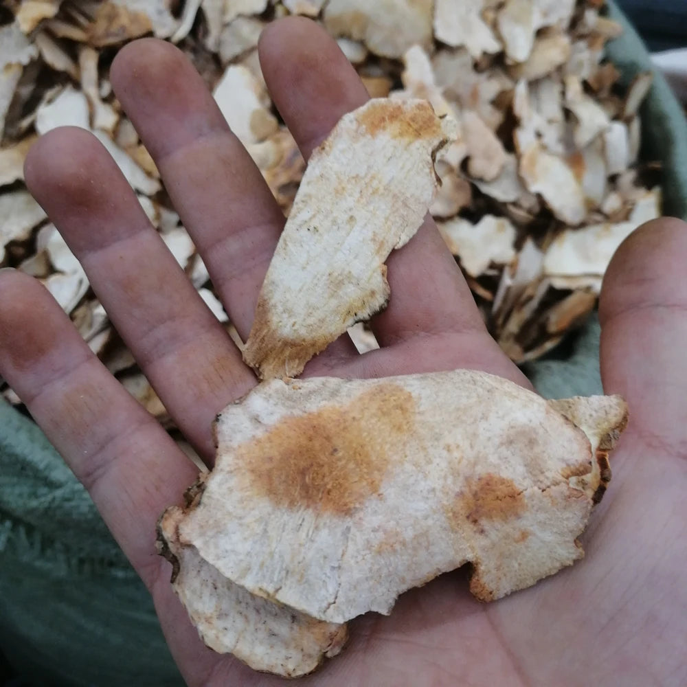 Wholesale Dry RHIZOMA SMILACIS GLABRAE Sarsaparilla Bulbs for Sale