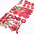 Wholesale Dry Real Natural Flowers Materials DIY Makeup Nail Phone Case Frame Plant Specimens Dried Pressed Flowers for Decor