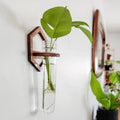 Tailai Premium Boxwood Wall-Mounted Hanging Test Tube Rack Designed for Efficient and Aesthetic Plant Cultivation and Display