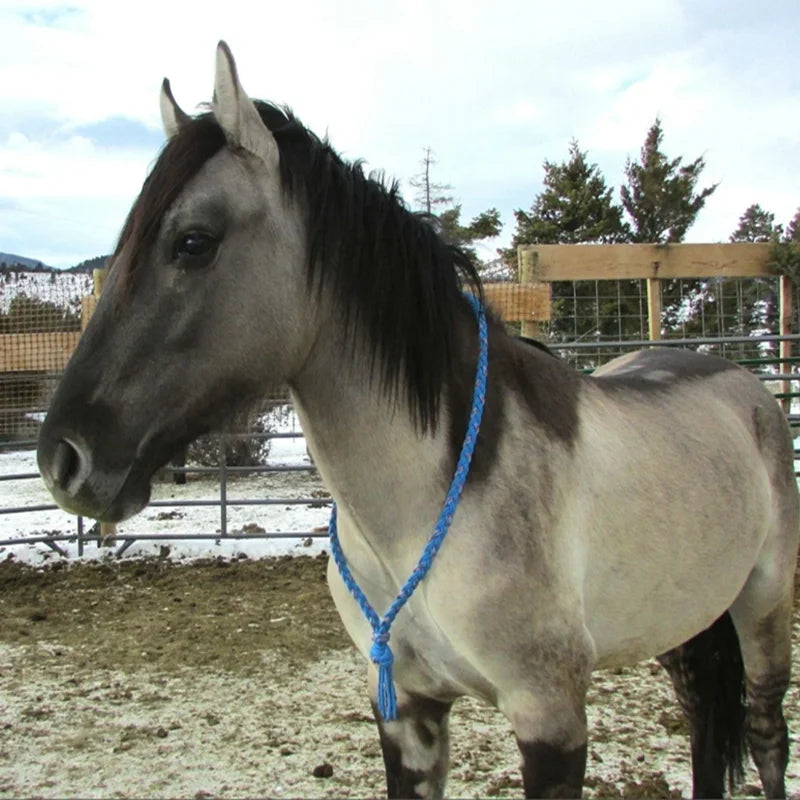 New product 2026 2022 Trending Nylon Horse Head Collar with Long Rope Necklace Multi-Colour Horse Equipment Durable and Stylish