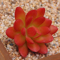 2024 Wholesale Artificial Latex Succulent Plants  Assorted Artificial Succulents for Decoration