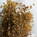 Wild New Pure Original Canscora Lucidissima Herb Dried Canscora Lucidissima Plants for Sale