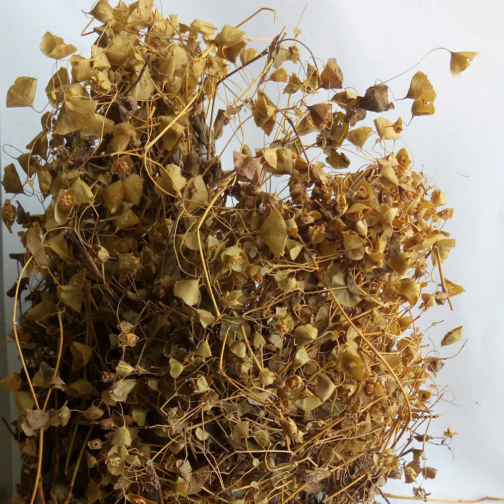 Wild New Pure Original Canscora Lucidissima Herb Dried Canscora Lucidissima Plants for Sale