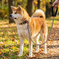 Retractable Running Walking Hands Free Waist Professional Harness with Reflective Stitches Dog Leash Collar with Leash