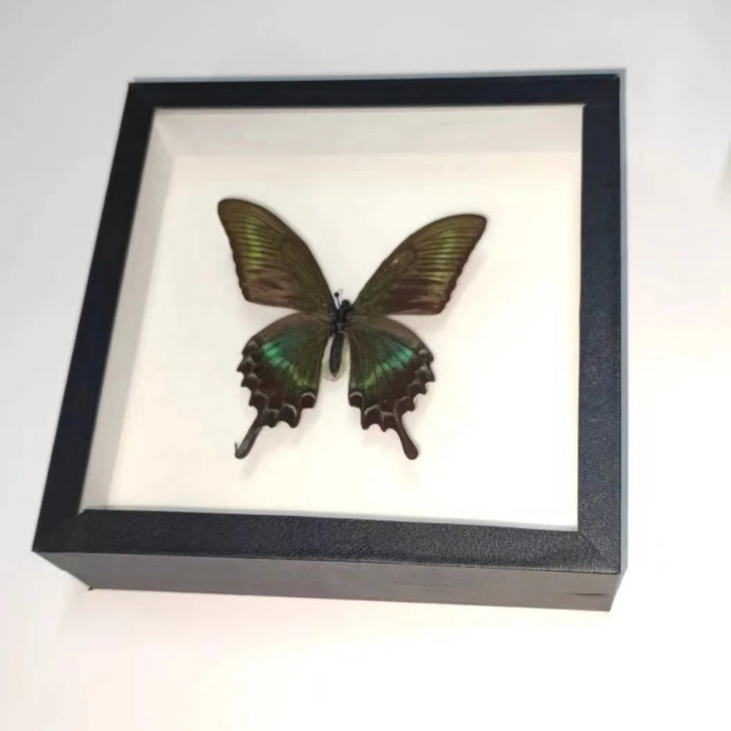 Custom Size and Color Glass Lid Black Wooden Entomological Insect butterfly Display Box Dressed With Book-binding Cloth