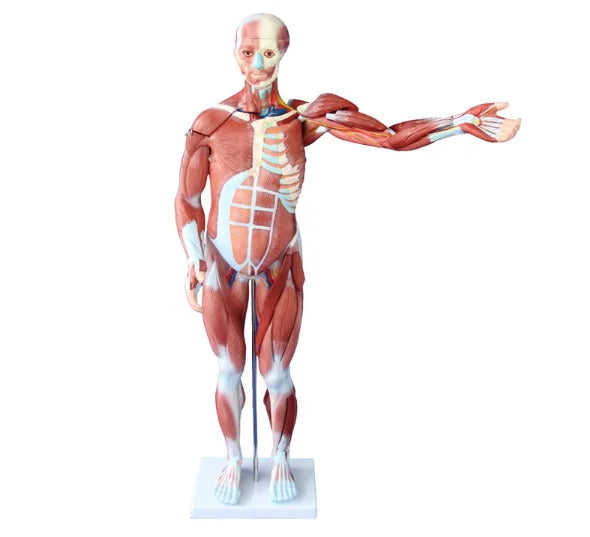 Medical Science Training Model 80CM Human Muscle Model 80cm Real Size Muscle Model Detachable