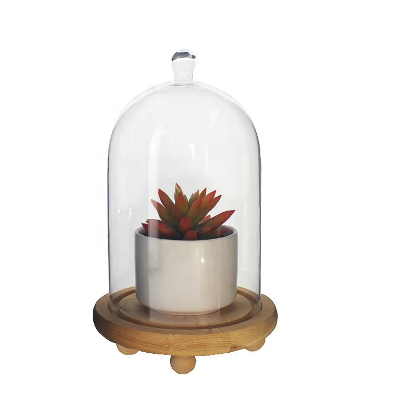 Luxury Preserved Rose Glass Cloche Cylinder Shaped Glass Dome With Natural Wooden Base Succulent Plants Vase