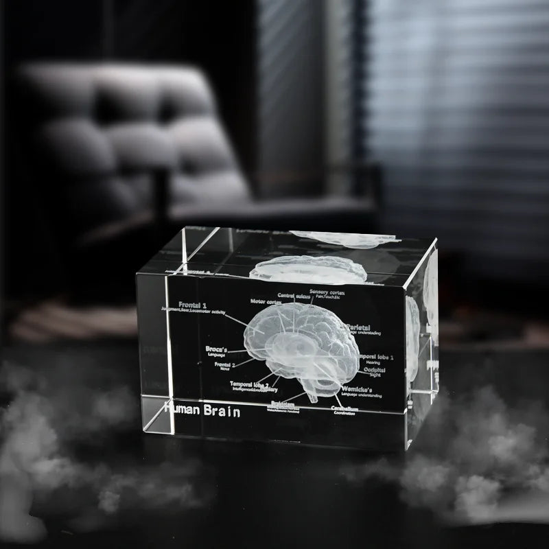 3D Human Brain Crystal Cube Laser Engraved Science Gift Anatomical Paperweight